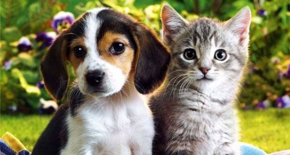 Campanya de control del gats de carrer i gossos.      